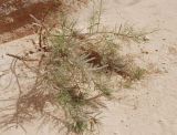 genus Tamarix. Цветущее растение. Египет, Синай, окр. Нувейбы, Цветной каньон. 20.02.2009.