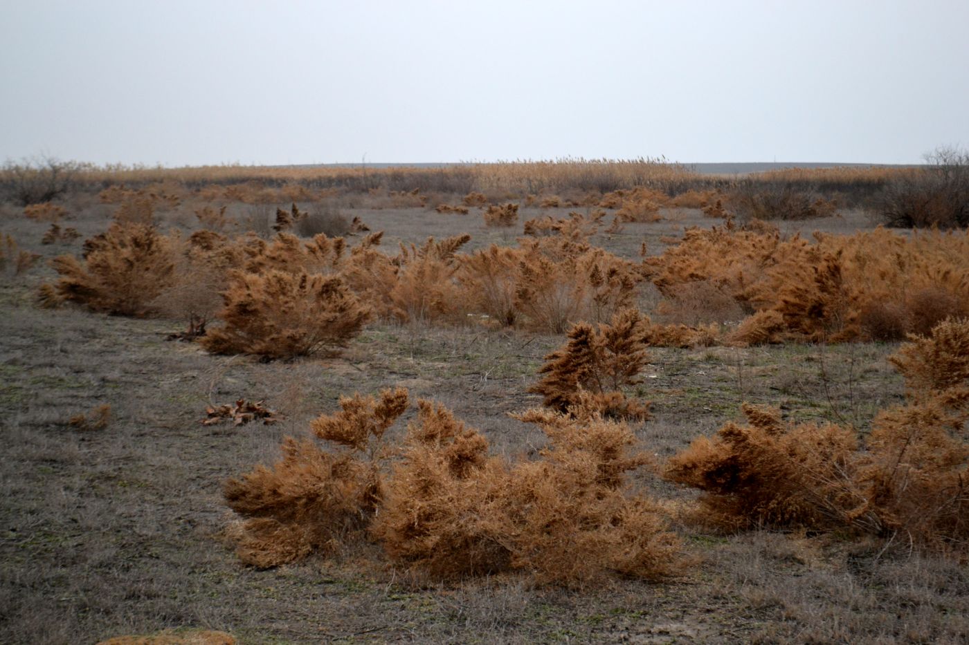 Изображение особи Salsola dendroides.