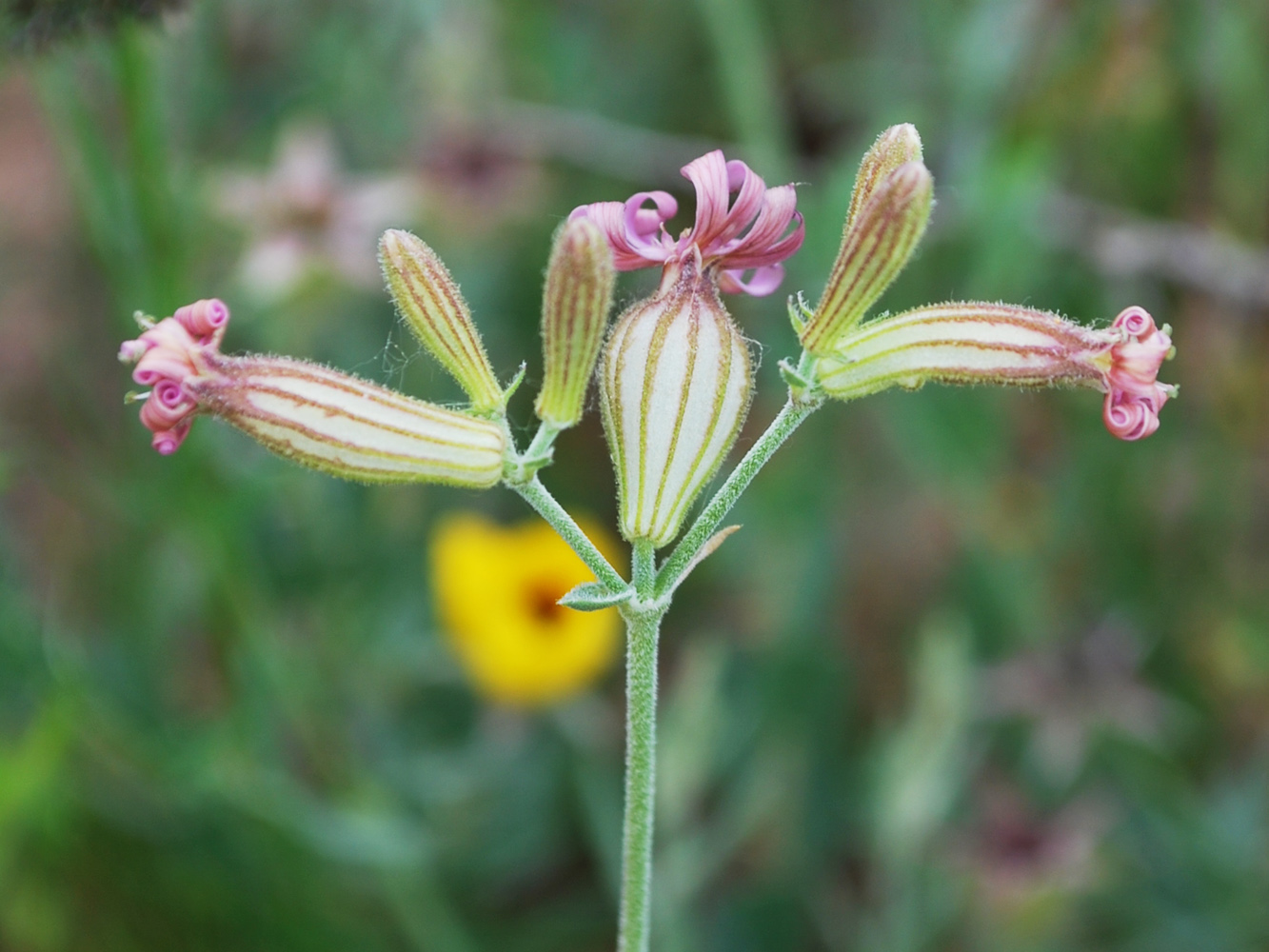 Изображение особи Silene brahuica.