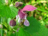 Lamium maculatum. Цветок и бутоны. Украина, Хмельницкая обл., Красиловский р-н, с. Терешки. 01.08.2010.