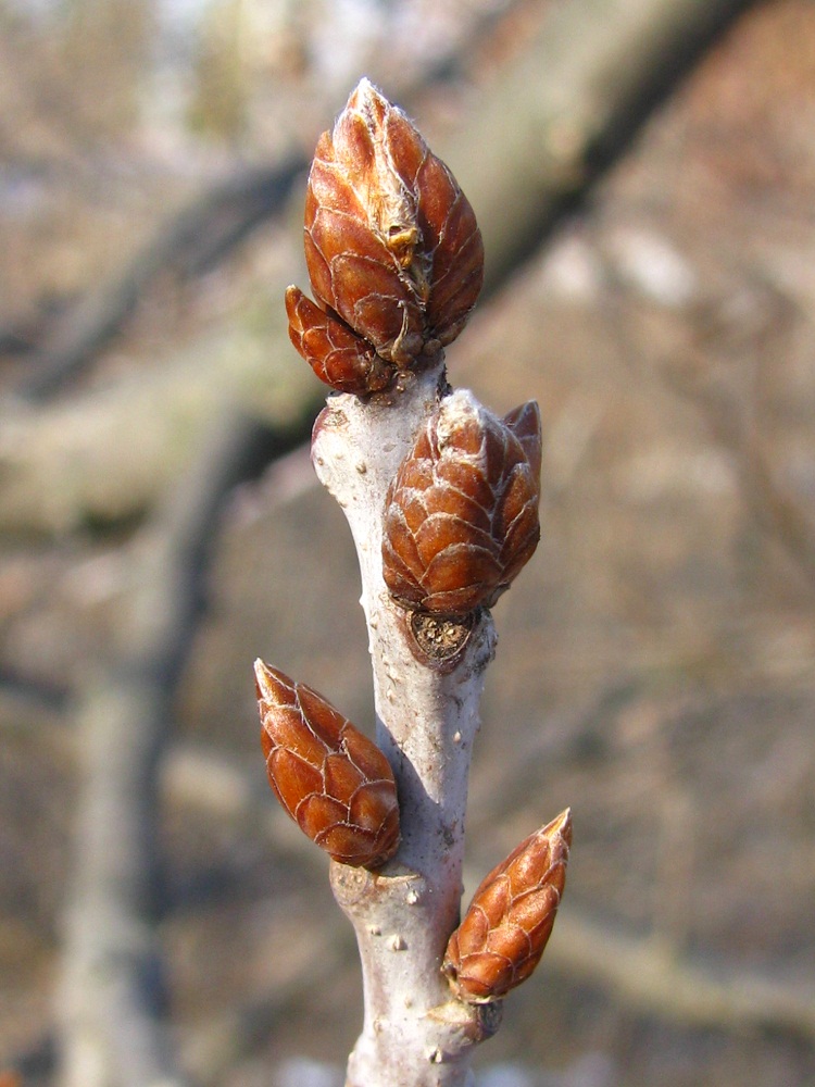 Image of Quercus robur specimen.