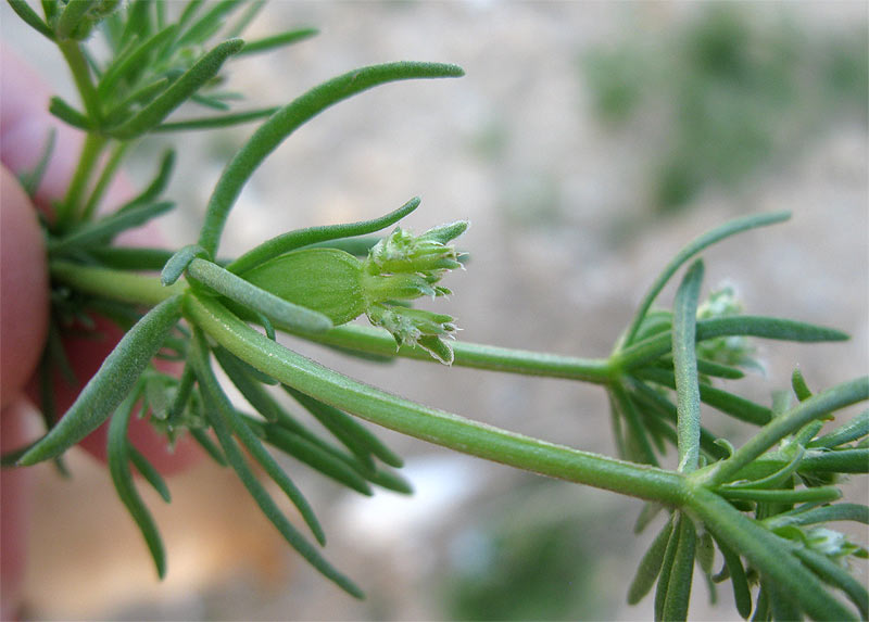 Image of Pteranthus dichotomus specimen.