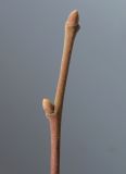 Tilia tomentosa. Верхушка побега с покоящимися почками (солнечная сторона побега). Германия, г. Кемпен, в школьном дворе. 27.03.2013.