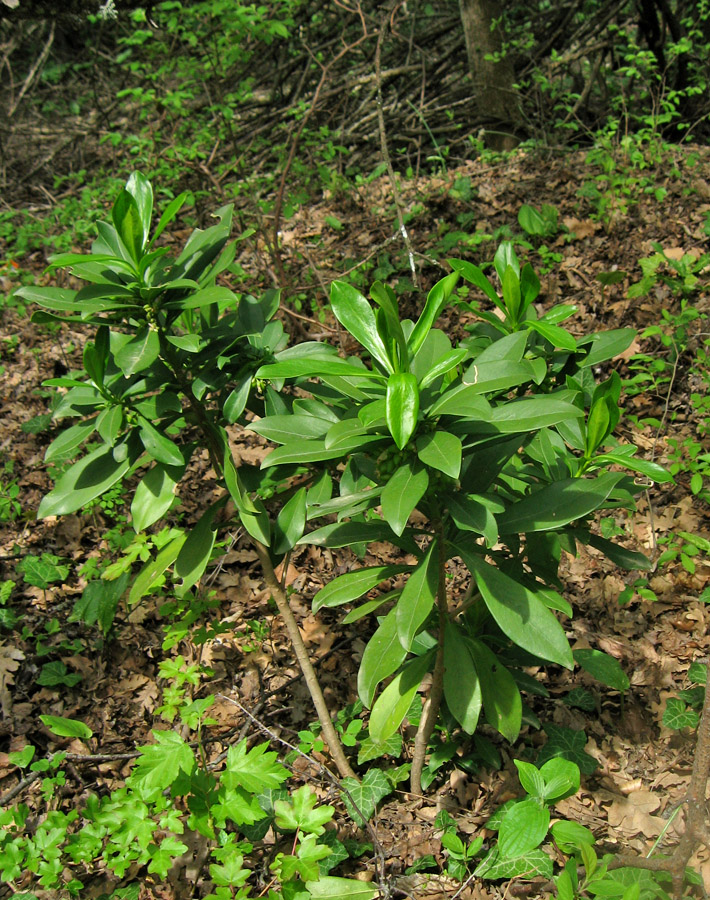 Image of Daphne laureola specimen.