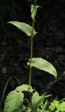 Crepis paludosa. Средняя часть стебля с листьями. Парк \"Сергиевка\", Петергоф, конец июня.