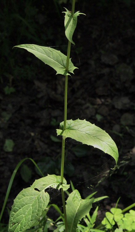 Image of Crepis paludosa specimen.