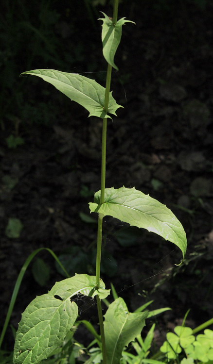 Изображение особи Crepis paludosa.