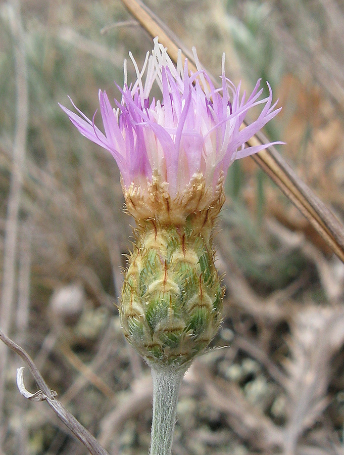 Изображение особи Psephellus trinervius.