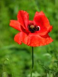 Papaver rhoeas. Цветок. Украина, Запорожье, 30.05.2009.