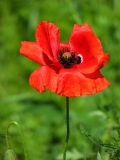 Papaver rhoeas