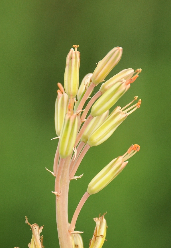 Изображение особи Eremurus inderiensis.