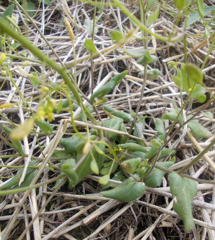 Image of Draba nemorosa specimen.