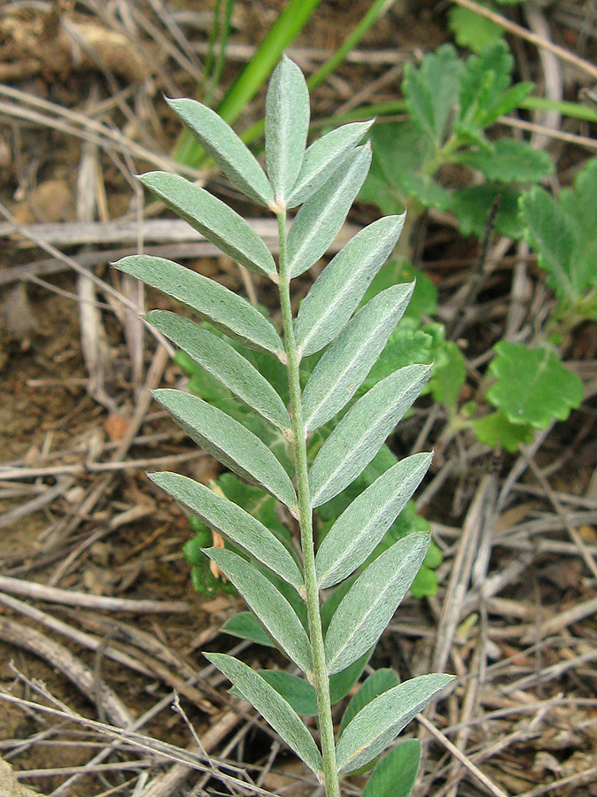 Image of Onobrychis arenaria specimen.