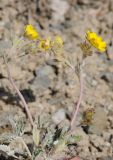 Potentilla nivea. Цветущее растение. Тянь-Шань, хр. Илейский (Заилийский) Алатау, Большое Алмаатинское ущ., Космостанция, 3000 м н.у.м. 09.06.2013.