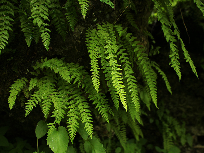 Image of Woodsia caucasica specimen.