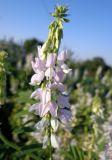 Galega officinalis