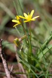 genus Gagea. Цветущее растение. Южный Казахстан, вершина 797.3 0.5 км западнее шоссе Корниловка-Пестели. 28.03.2013.