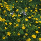 Campanula patula