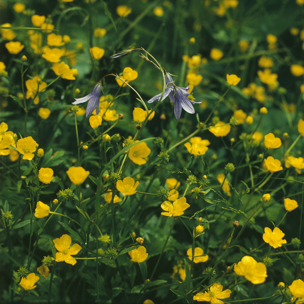 Image of Campanula patula specimen.