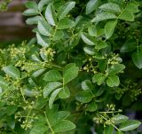 Zanthoxylum armatum