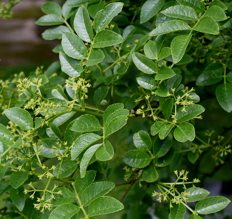 Image of Zanthoxylum armatum specimen.