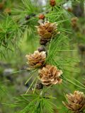 Larix cajanderi. Шишки. Якутия, Хангаласский улус, долина р. Синей. Июль 2013 г.