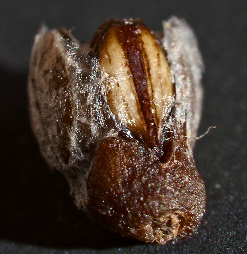 Image of Prunella vulgaris specimen.