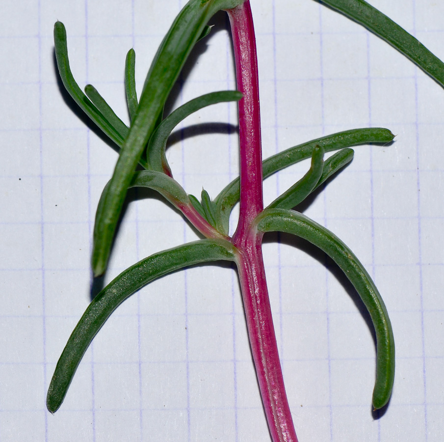 Image of Salsola soda specimen.