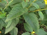 Heliopsis helianthoides ssp. scabra