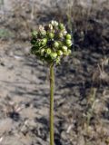 Allium sabulosum