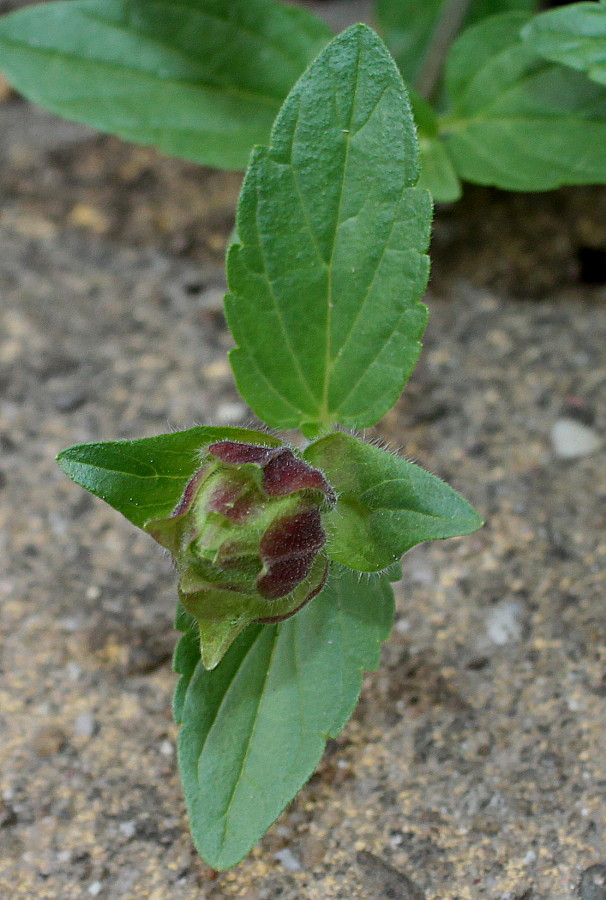 Image of Scutellaria alpina specimen.