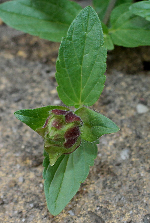 Изображение особи Scutellaria alpina.