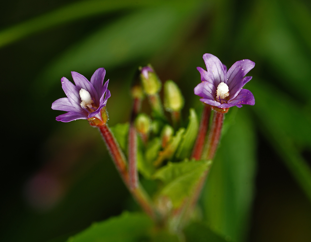 Изображение особи род Epilobium.