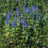 Veronica teucrium