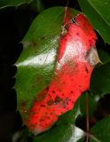 Mahonia aquifolium