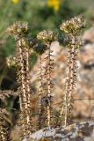 genus Pseudosedum. Отцветающие растения. Южный Казахстан, горы Каракус. 16.05.2013.