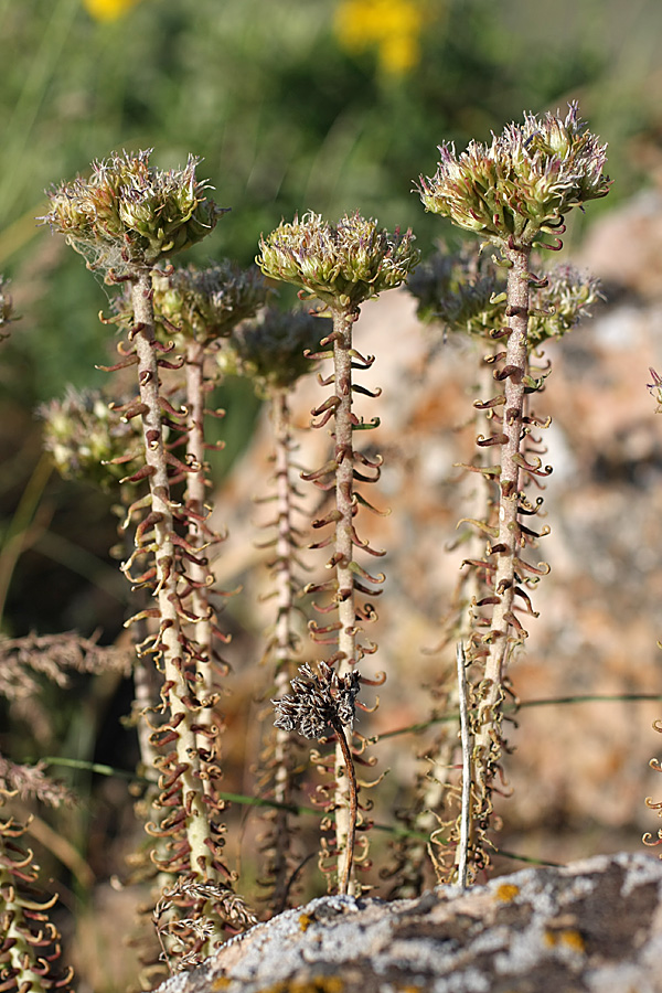 Изображение особи род Pseudosedum.