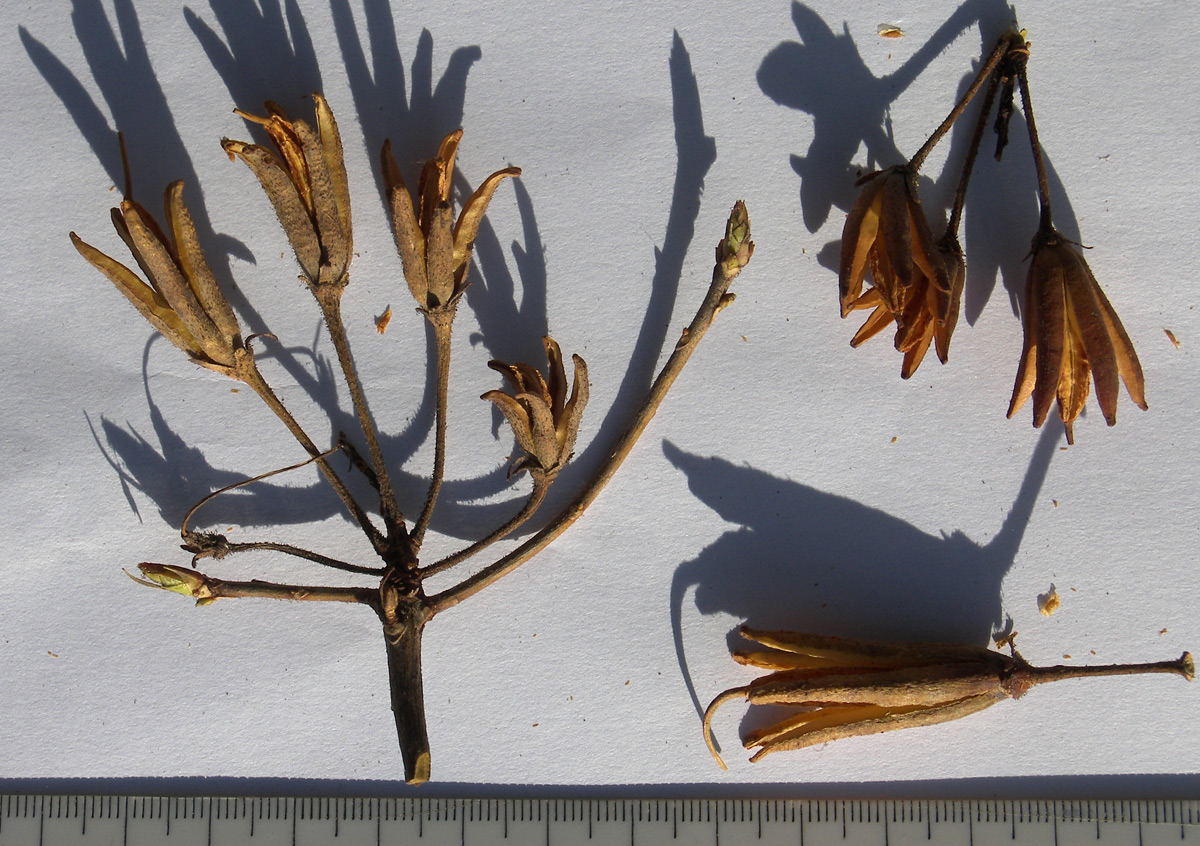 Image of Rhododendron luteum specimen.