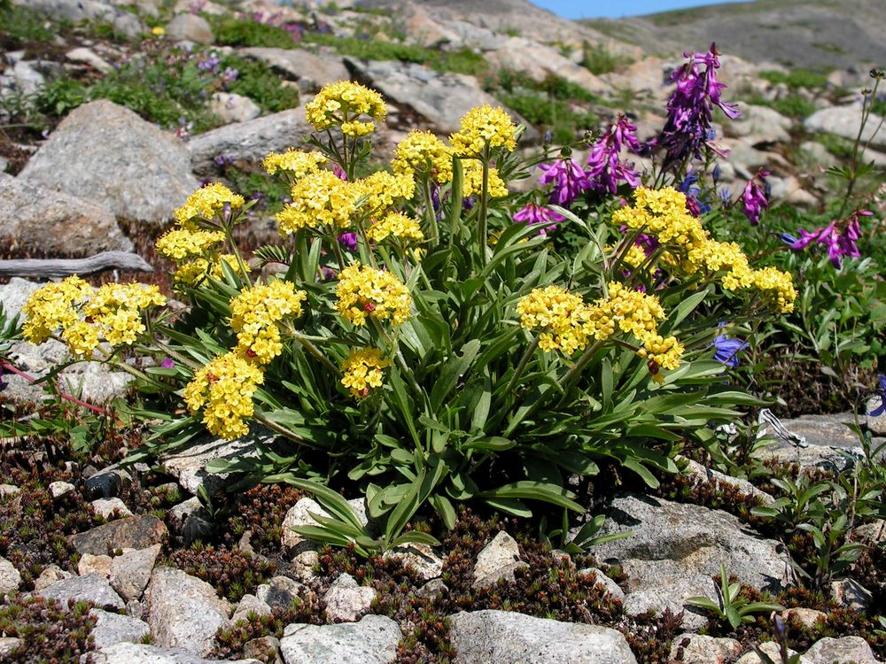 Image of Patrinia sibirica specimen.