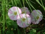 Convolvulus arvensis. Цветки. Иркутск, р. Ангара, о. Юность, луг. 02.07.2013.