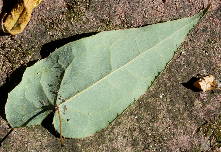 Изображение особи Epimedium acuminatum.