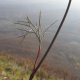 Peucedanum ruthenicum. Часть побега. Краснодарский край, Абинский р-н, хр. Грузинка, гора Шизе. 02.11.2013.