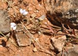 Rhinacanthus scoparius. Верхушка цветущего растения. Сокотра, плато Диксам. 30.12.2013.