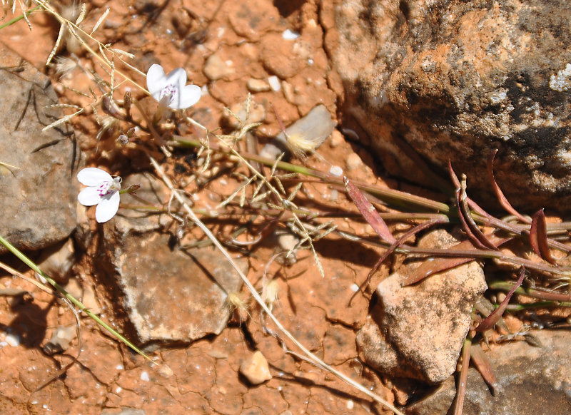 Изображение особи Rhinacanthus scoparius.