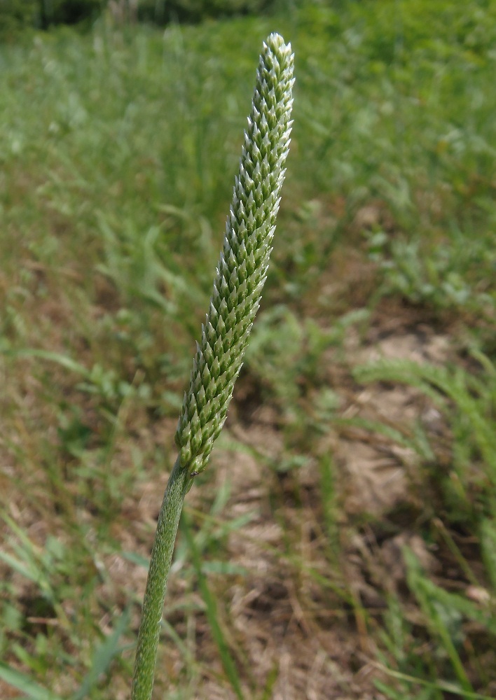 Изображение особи Plantago urvillei.