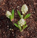 Hyacinthus orientalis. Растения с развивающимися соцветиями. Германия, г. Кемпен, в культуре. 23.02.2014.