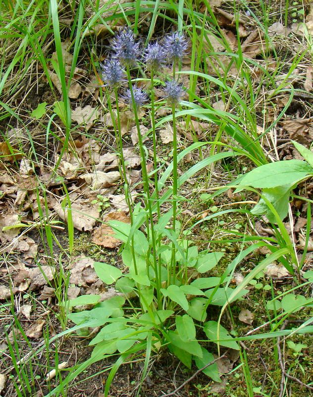 Изображение особи Phyteuma nigrum.