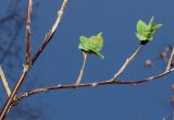 Neillia thyrsiflora