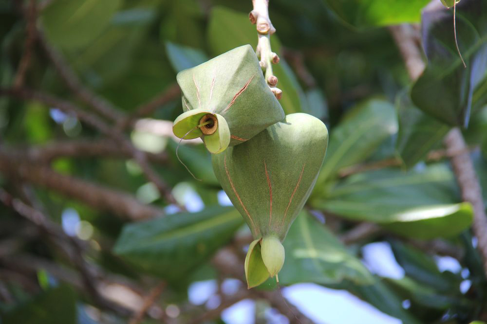 Image of Barringtonia asiatica specimen.