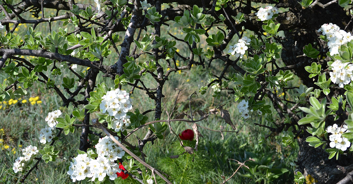 Image of Pyrus elaeagrifolia specimen.